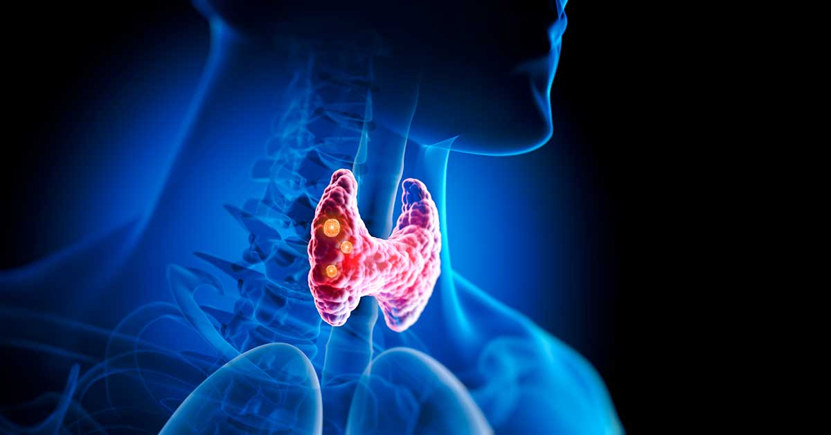 Human Glands Thyroid Gland Anatomy