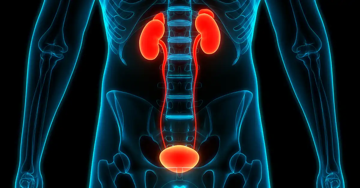 Bladder Cancer - Summary, Symptoms & Treatments