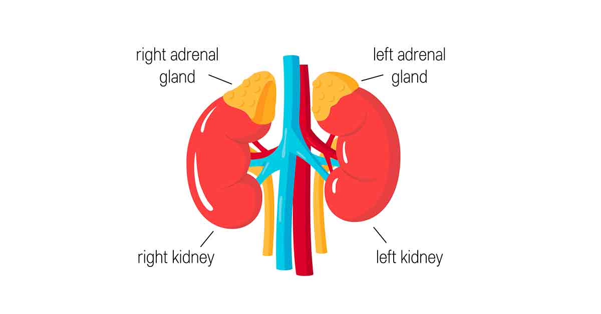 Adrenal Gland and Kidney