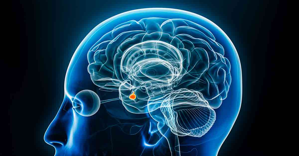 Pituitary gland Rendering