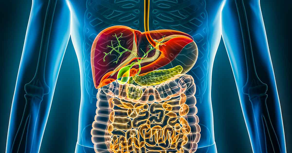 Digestive system
