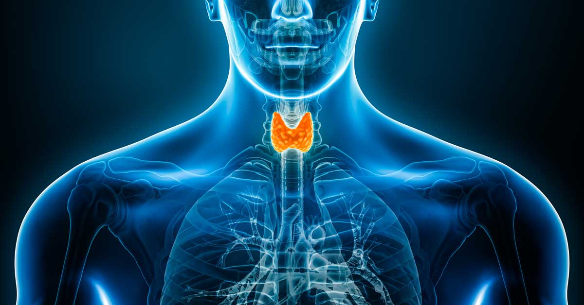 Thyroid gland rendering
